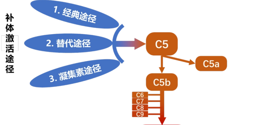 补体激活的三条途径