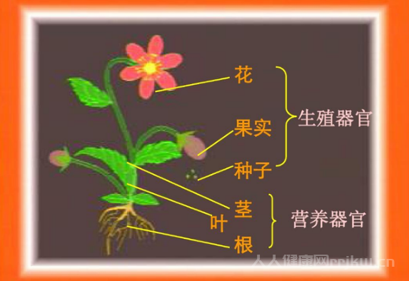 花是植物的什么器官