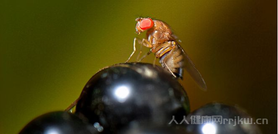 黑腹果蝇对人类有什么危害