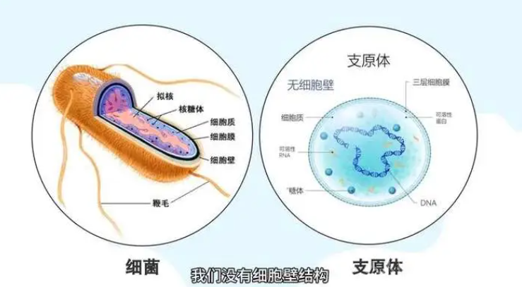 什么叫支原体感染